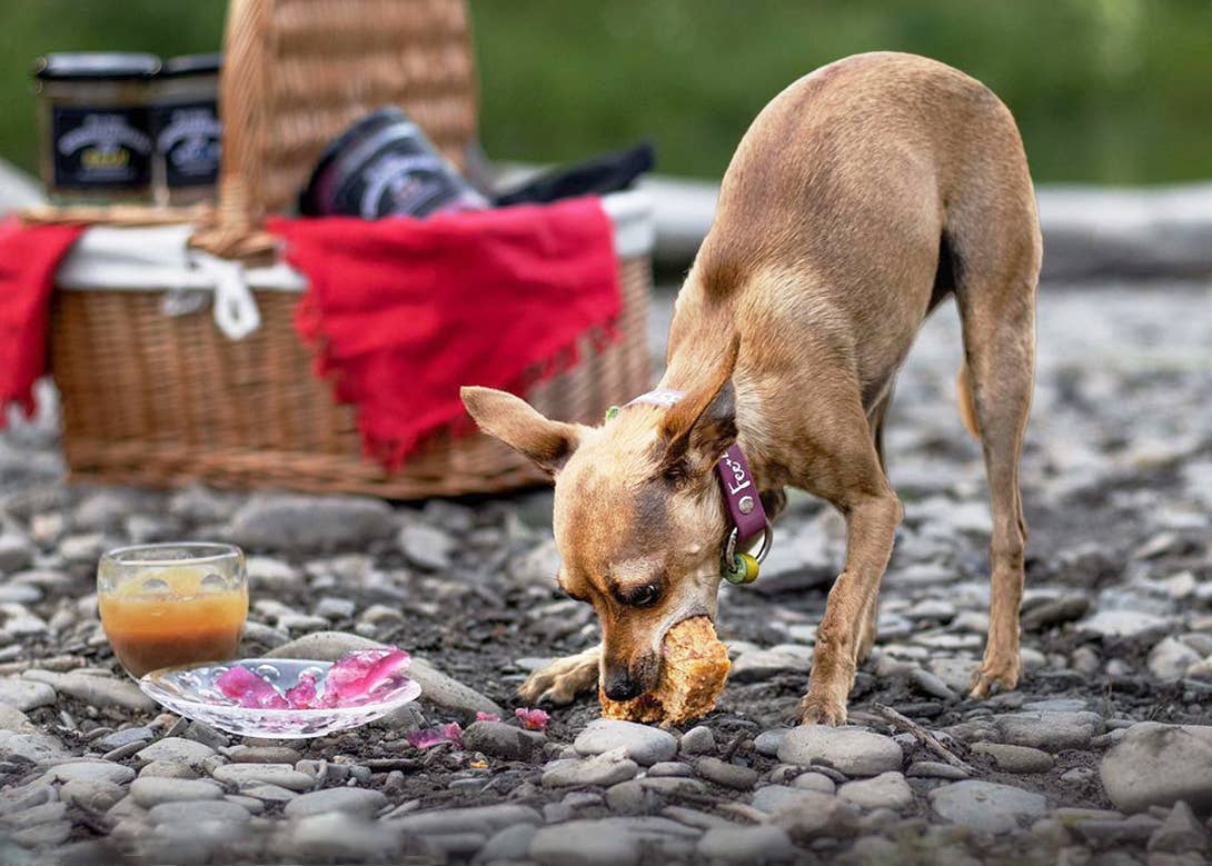 Meister Handelsmarken GmbH - Vendita all'ingrosso Snack - Cani - UNICORN DOG JAM - Paté per Cani con Pollo, Verdure e Barbabietola9