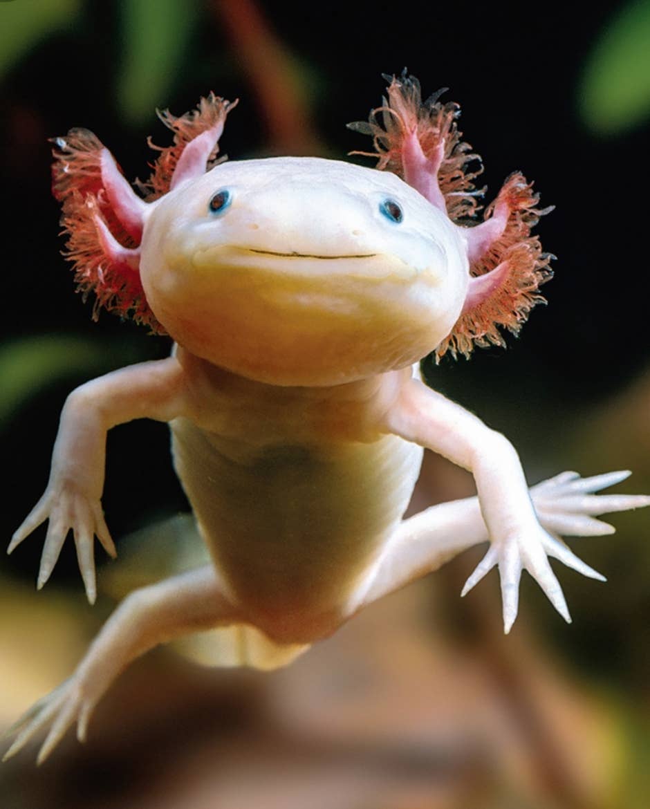 Lady Pilot Letterpress – postal de agradecimento por atacado – Cartão de agradecimento Axolotl2