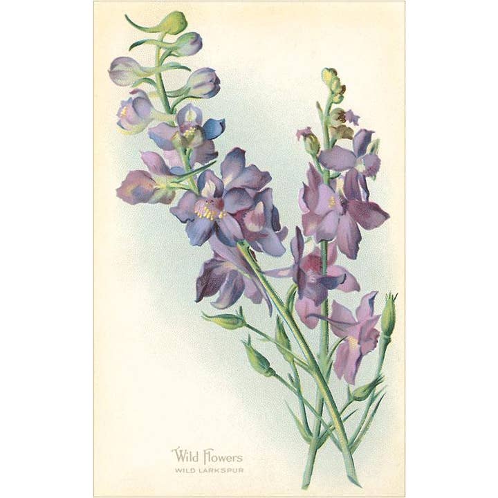Postcard FC-138 Wild larkspur for wholesale by Found Image Press