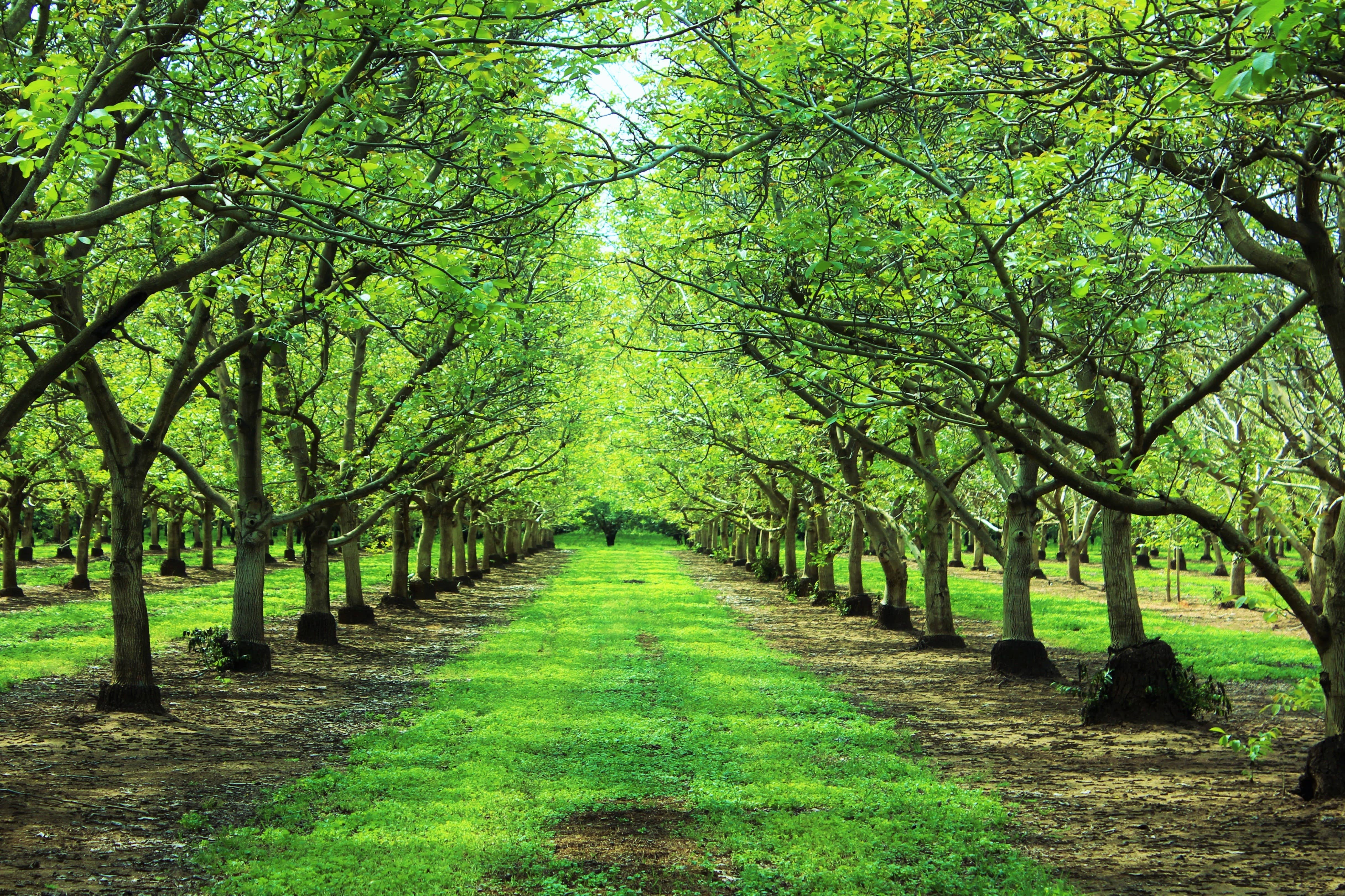 Bertagna Nut Company – Engroshandel Nødder – Valnødder Bulk (22 lb.)1