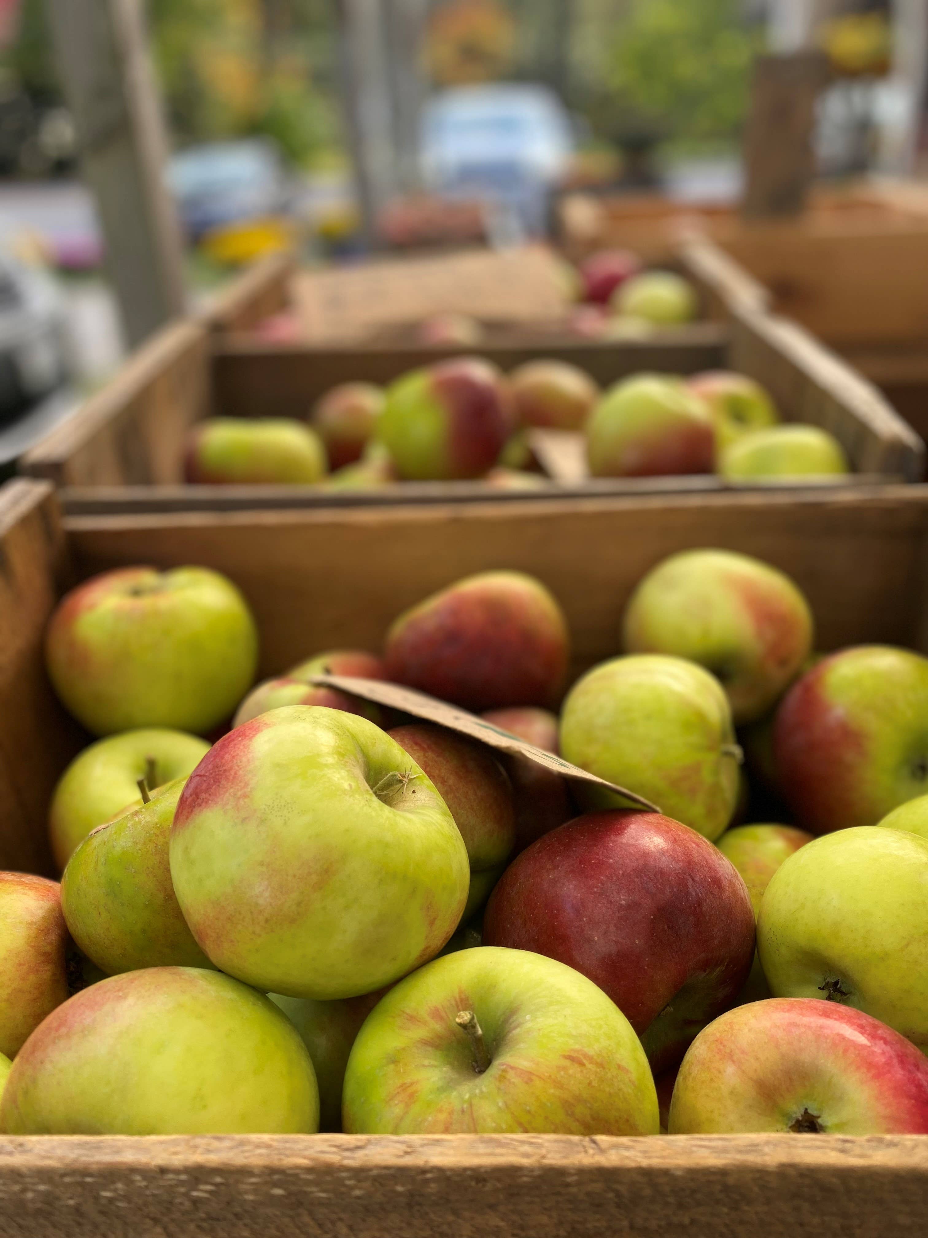 Harvest Maine - Wholesale Dried/Dehydrated Fruit - Harvest Maine Apple Pie Fruit Bite Pummies4