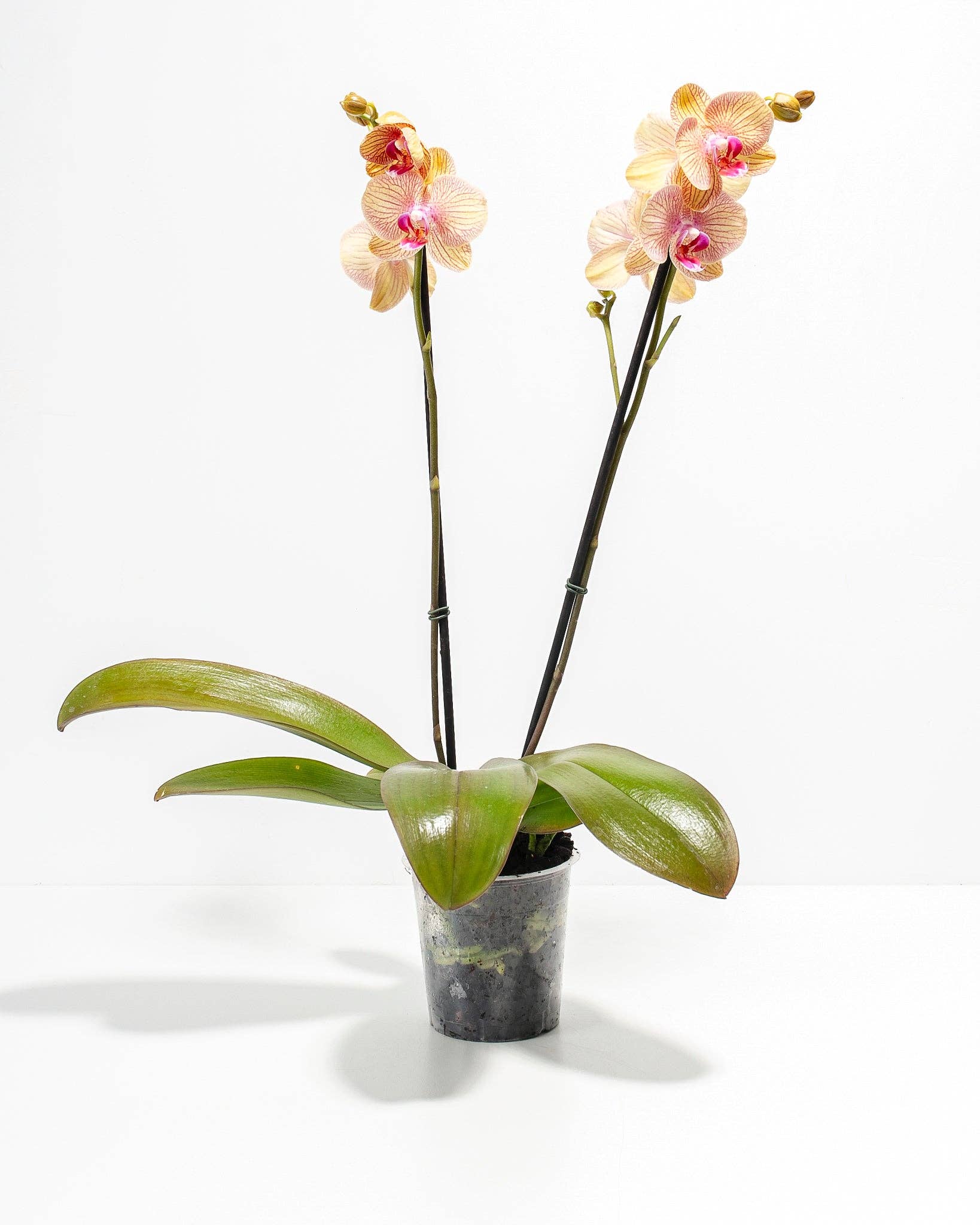 Lively Root - Wholesale Live Plant - Arcadia Phalaenopsis Orchid0