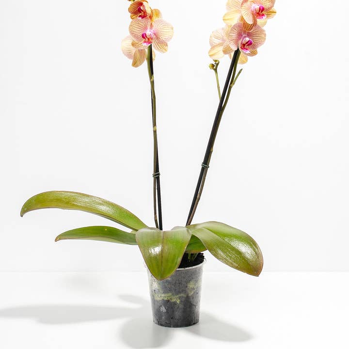 Lively Root - Wholesale Live Plant - Arcadia Phalaenopsis Orchid