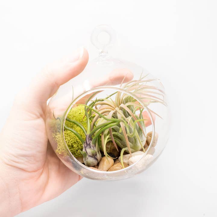 Air Plant Shop - Wholesale Retailer Display - Home & Living - Retail-Ready Easy Table Display Variety Bundle5