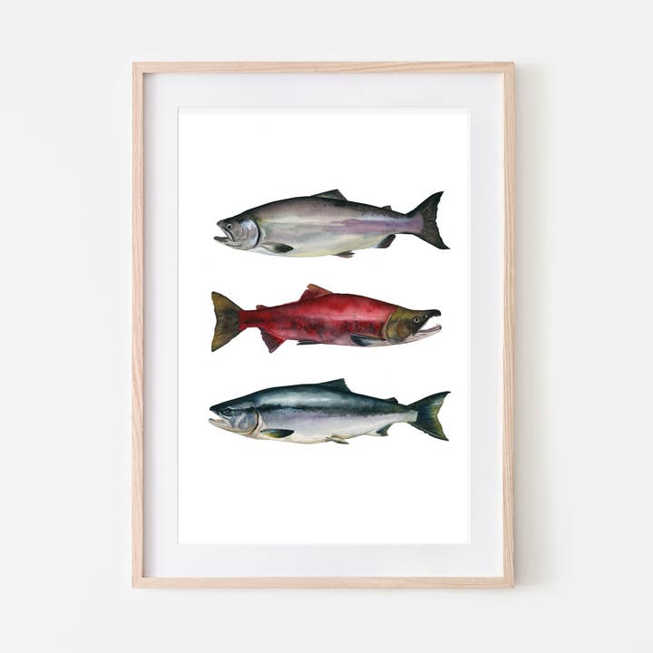 Salmon Trio Art Print for wholesale by Broken Paddle Studio
