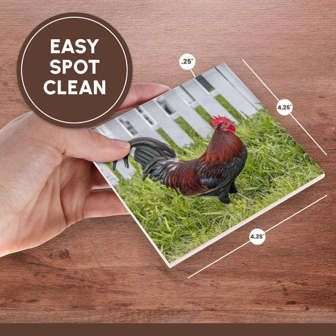 3dRose - Wholesale Coasters - 3dRose, Cubalaya Gypsy Rooster in Key West, Florida, USA., Coaster6