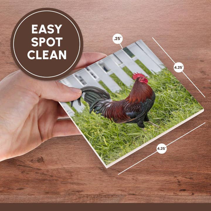 3dRose – wholesale Underlägg – 3dRose, Cubalaya Gypsy-tupp i Key West, Florida, USA., Glasunderlägg6