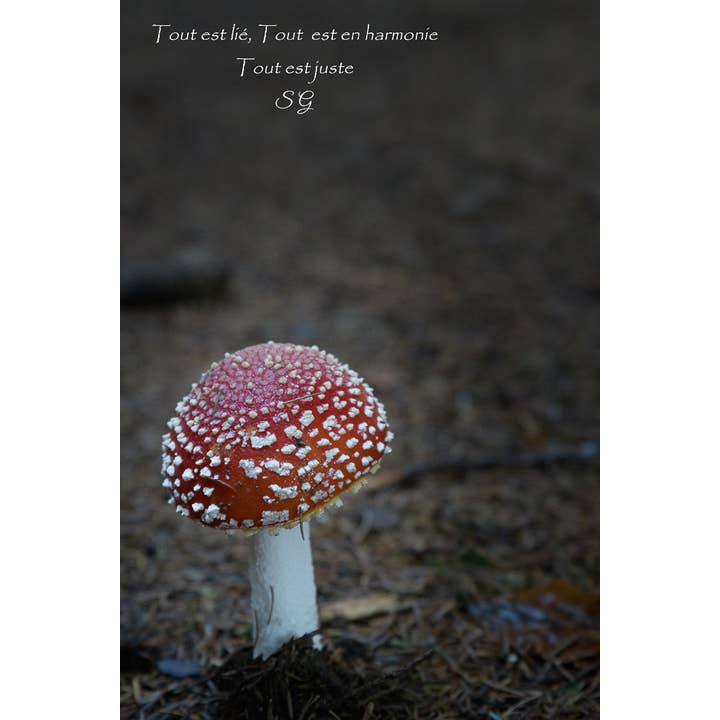 Harmony for engroshandel hos L'Ecriture D'Un Regard