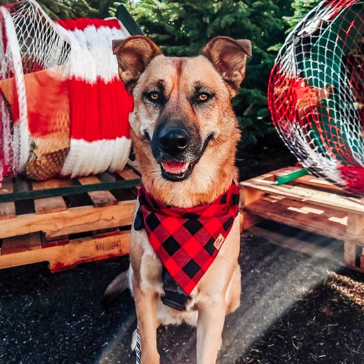 Bandana a quadri Buffalo per la vendita all'ingrosso da parte di ECO4PAWS