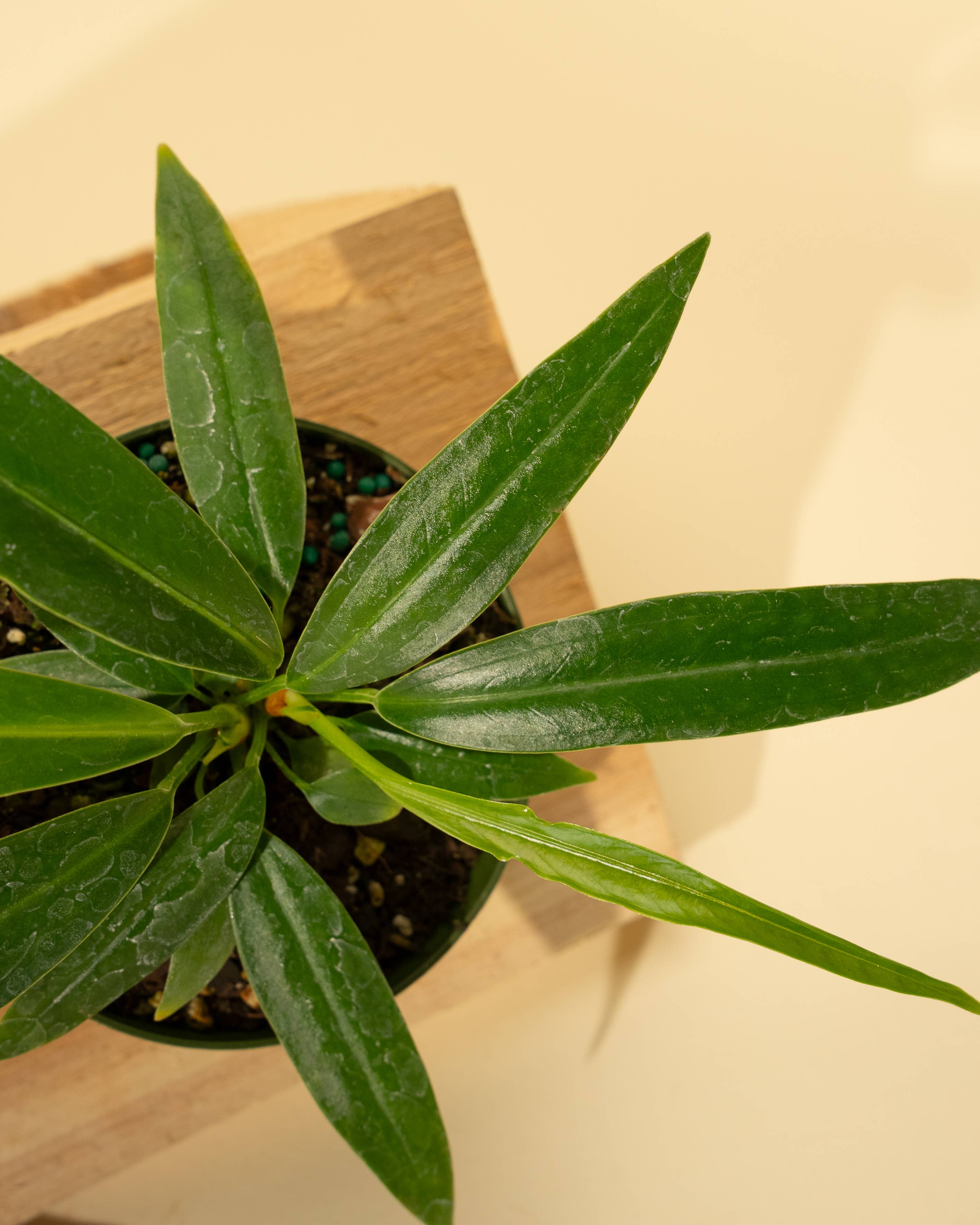 BWH Plant Co - Wholesale Live Plant - 4" Anthurium 'Bakeri'2