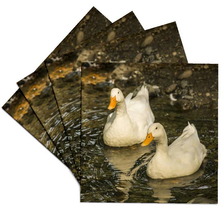 3dRose - Wholesale Coasters - 3dRose, Domestic free-range Pekin ducks swimming in a stream by their farm., Coaster