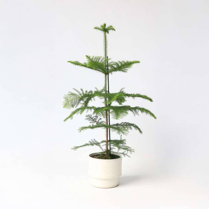 Oasis of Life - Wholesale Live plant - Norfolk Island Pine – Araucaria heterophylla – Height 70–80cm – Ø21cm – Evergreen Houseplant & Sustainable Christmas Tree Alternative – Tropical Araucaria from Australia – Easy to Care for & Long-lasting7