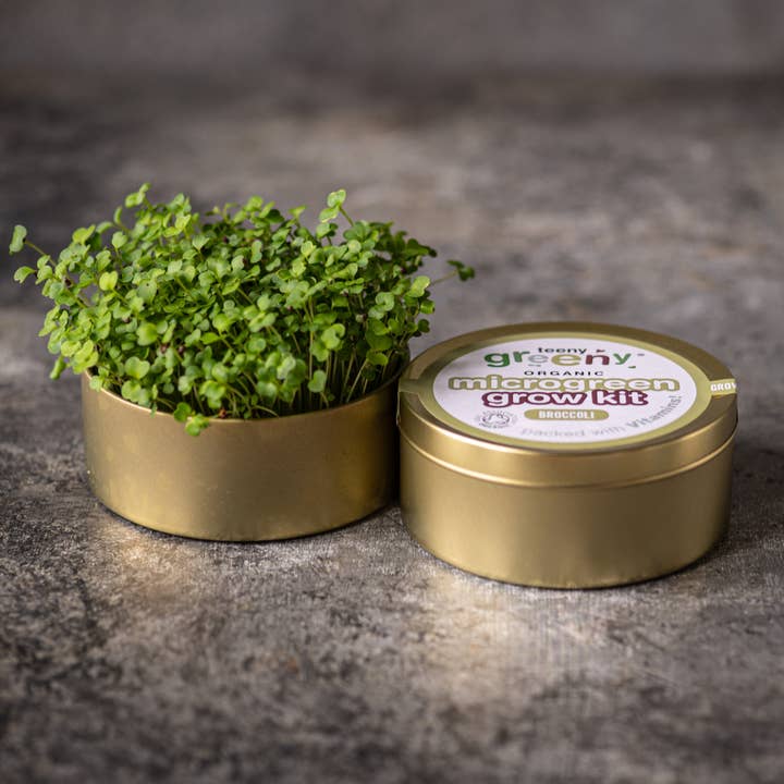 Teeny Greeny® – wholesale Plant seeds – Microgreen Tin Grow Kit | BROCCOLI2