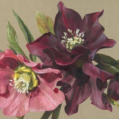 Sarah Caswell (Elleboro della belladonna) per la vendita all'ingrosso da parte di The Art Group