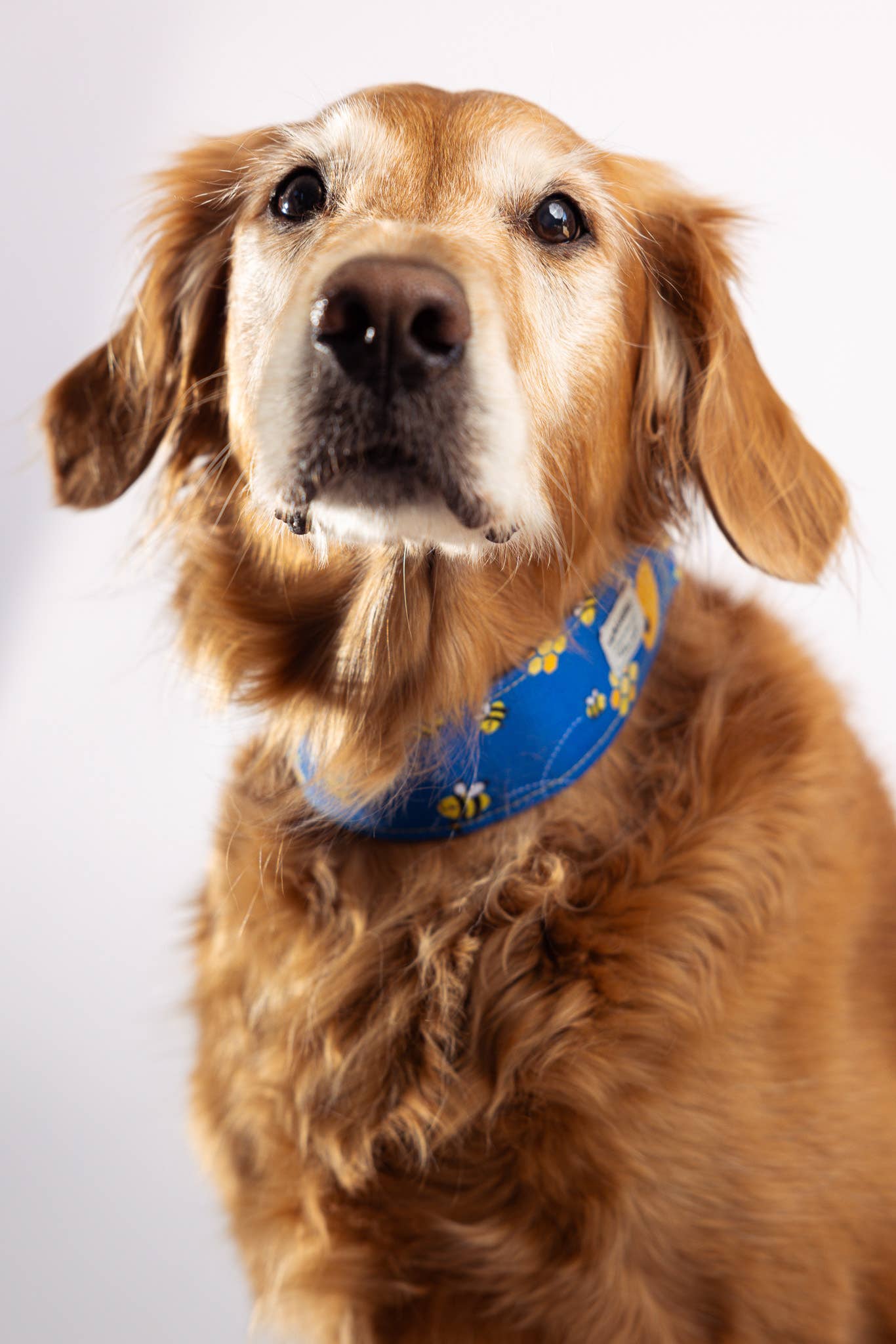 Hen and Goose Pet Supply Co. - Vente Collier – chien - Collier pour chien en tartan de la Nouvelle-Écosse6