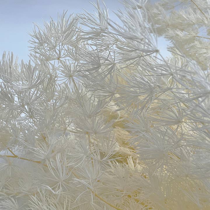 2626 Designs - Wholesale Dried/Pressed Flowers - Preserved Asparagus Fern,12-20" long