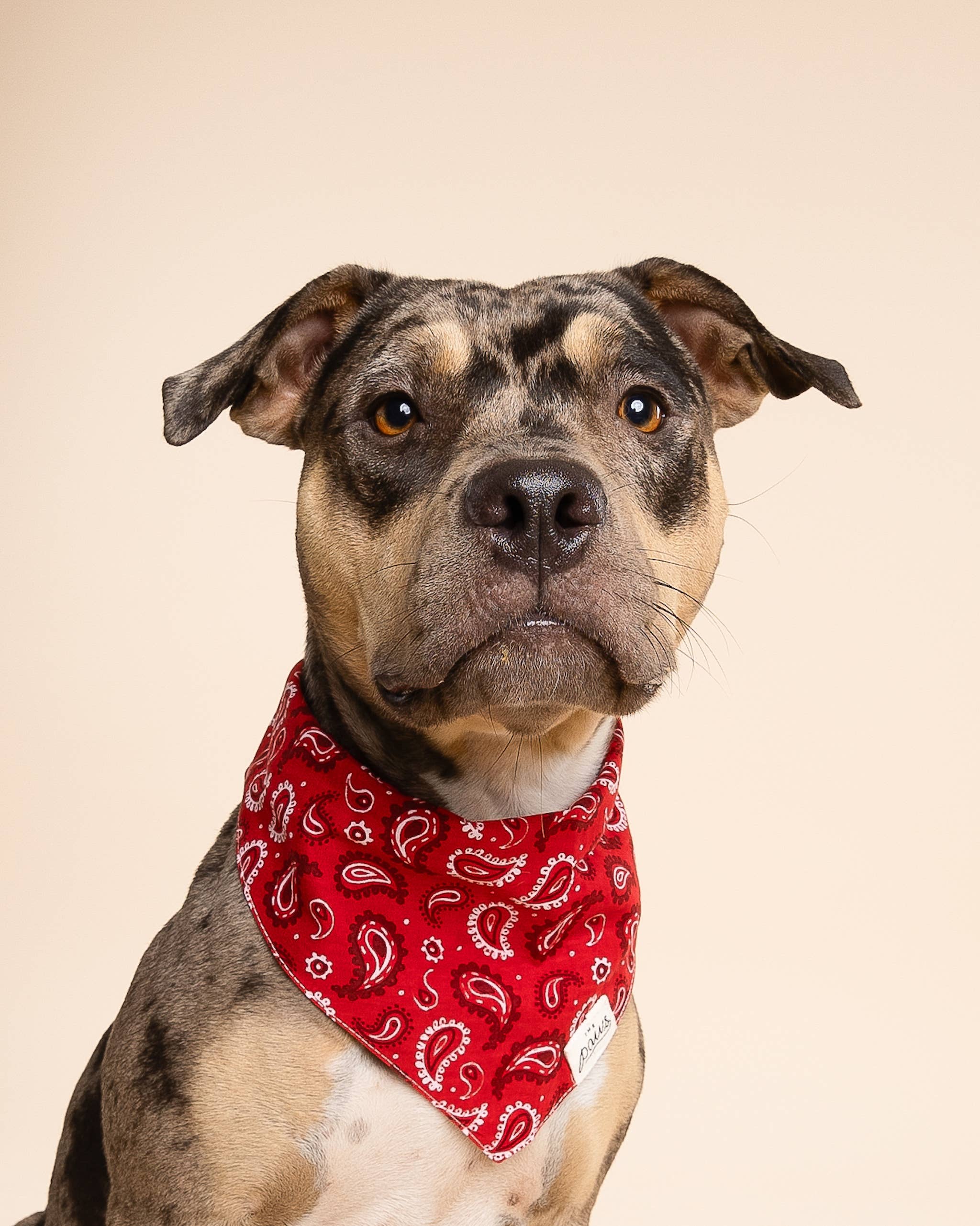 The Paws - Wholesale Pet Bandana - Dog - Dallas Dog Bandana3