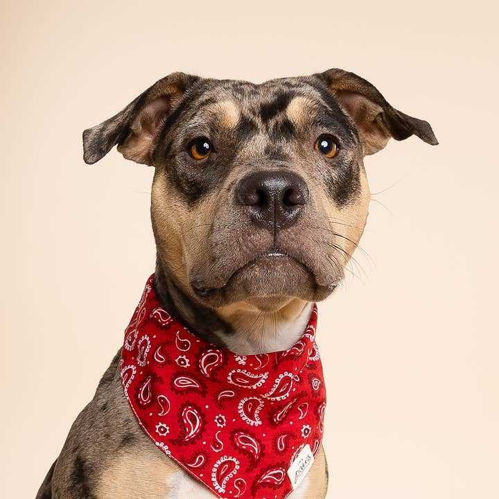 The Paws - Wholesale Pet Bandana - Dog - Dallas Dog Bandana3