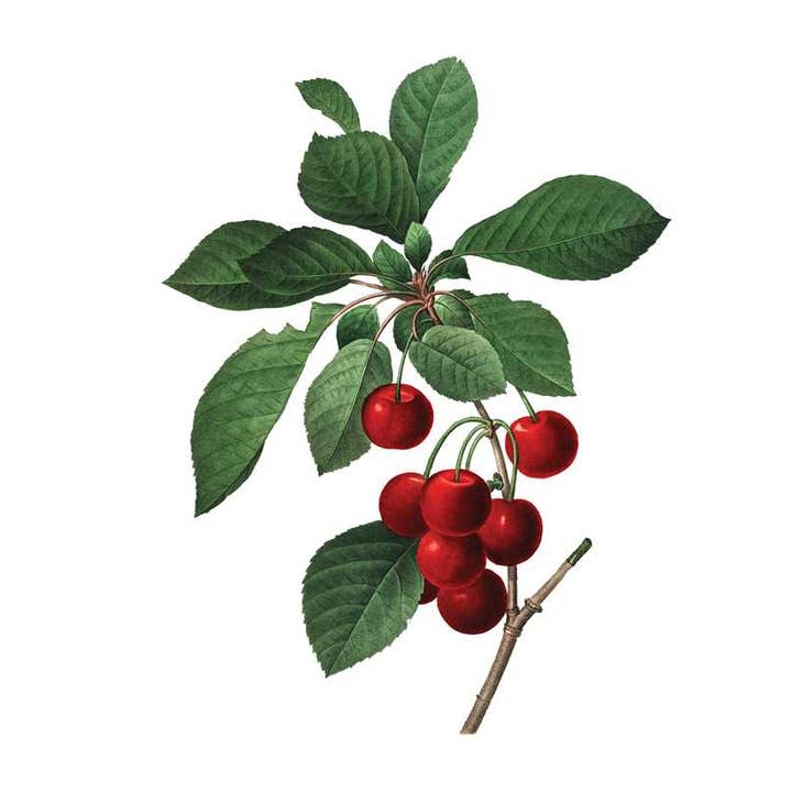 Simon & Schuster - Wholesale Book - Adult - Instant Wall Art Vibrant Botanical Prints by Adams Media
