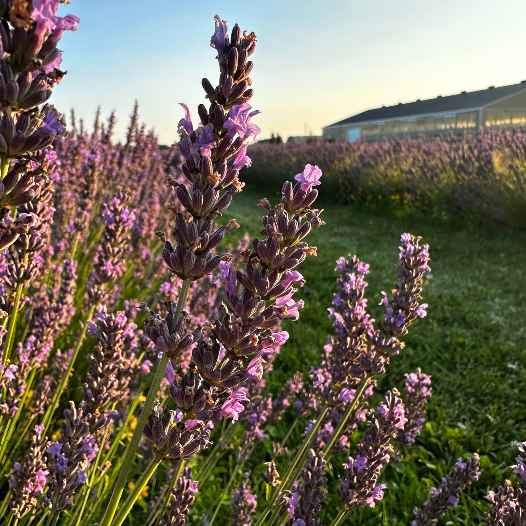 Hereward Farms - Wholesale Dried/Pressed Flowers - Lavender | Dried French Lavender Bunch7
