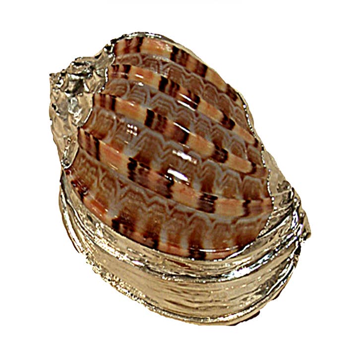 Cod.36007 Harpa major in silver for wholesale by I Gioielli del Mare di Salvatore Esposito