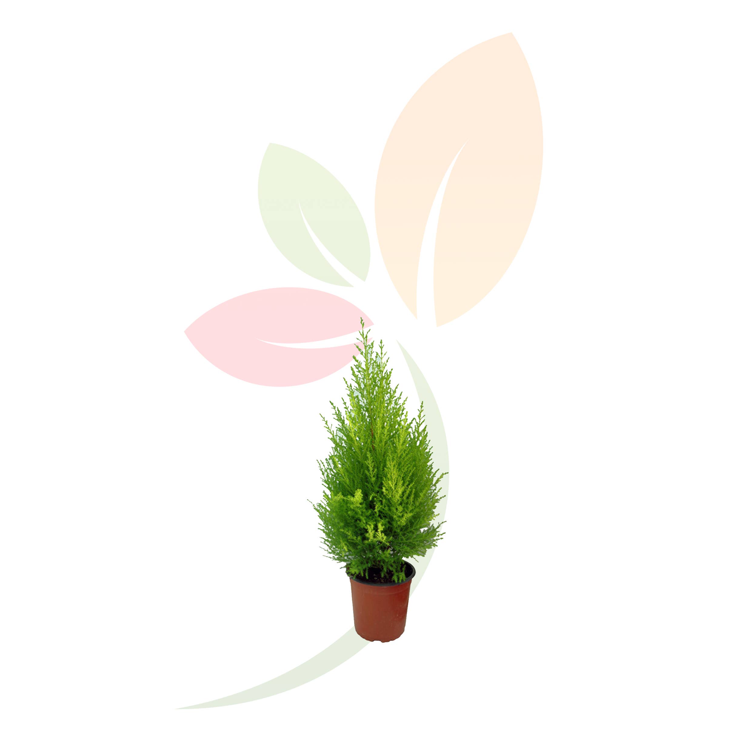 VIVERCID – wholesale Live plant – Cupressus Gold Crest Wilma