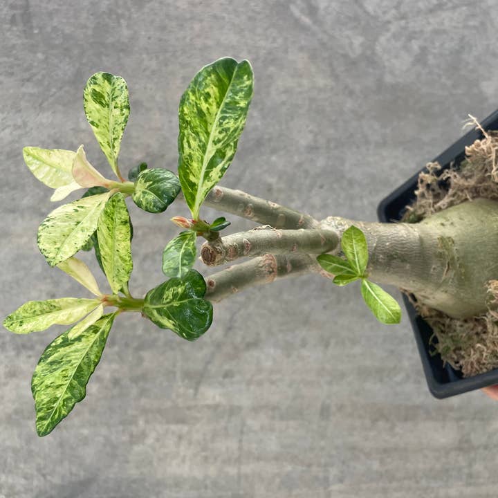 Adenium obesum 'Spot Lilium' bareroot variegated | Rare Houseplant for wholesale by OrchidBox