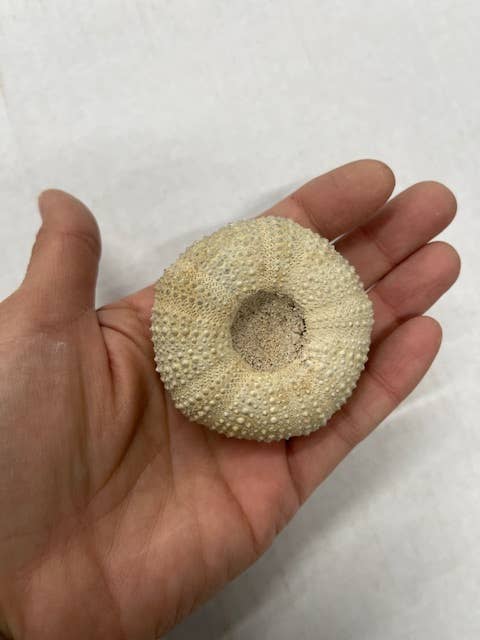 Casablanca Exports - Wholesale Decorative Tabletop Object - Sea Urchin  - Large1