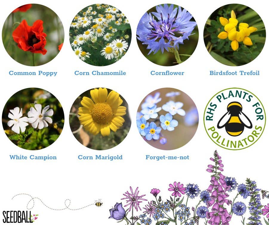 Seedball – wholesale Plant seeds – Bumblebee Seedball Wildflower Tins7