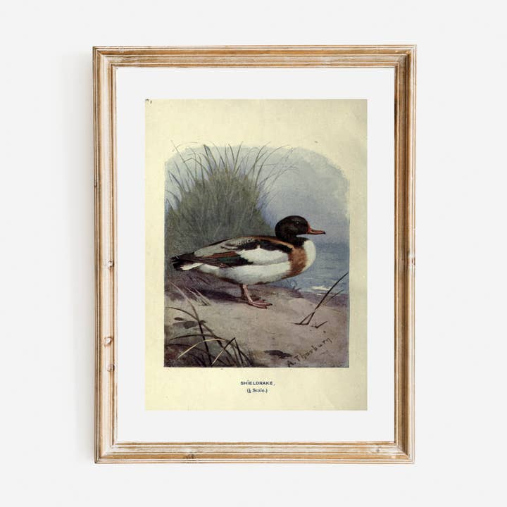 Wild Duck Antique Print for wholesale by Sea to Skye