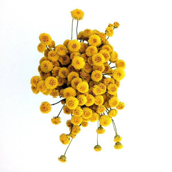 Concari.flores Preservadas - Wholesale Dried/Pressed Flowers - DRIED CHAMOMILE BOUQUET3