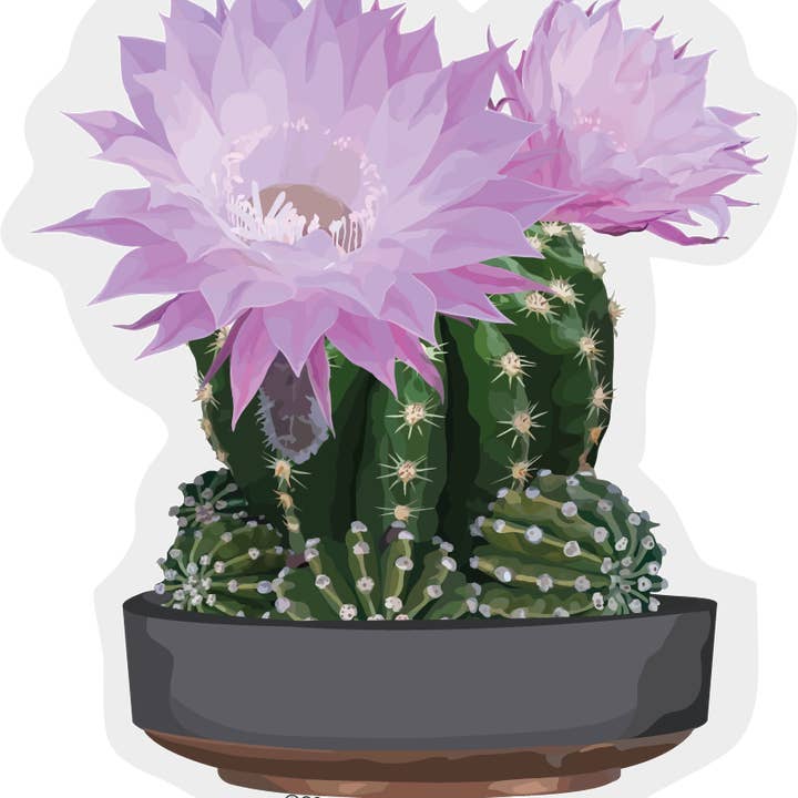 Clear Edge Cactus Sticker | Pink and Green Blooming Cactus for wholesale by The Red Barn Press