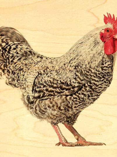 CARTÃO POSTAL MADEIRA GALINHA GALO BRANCO por atacado de Hironwoods