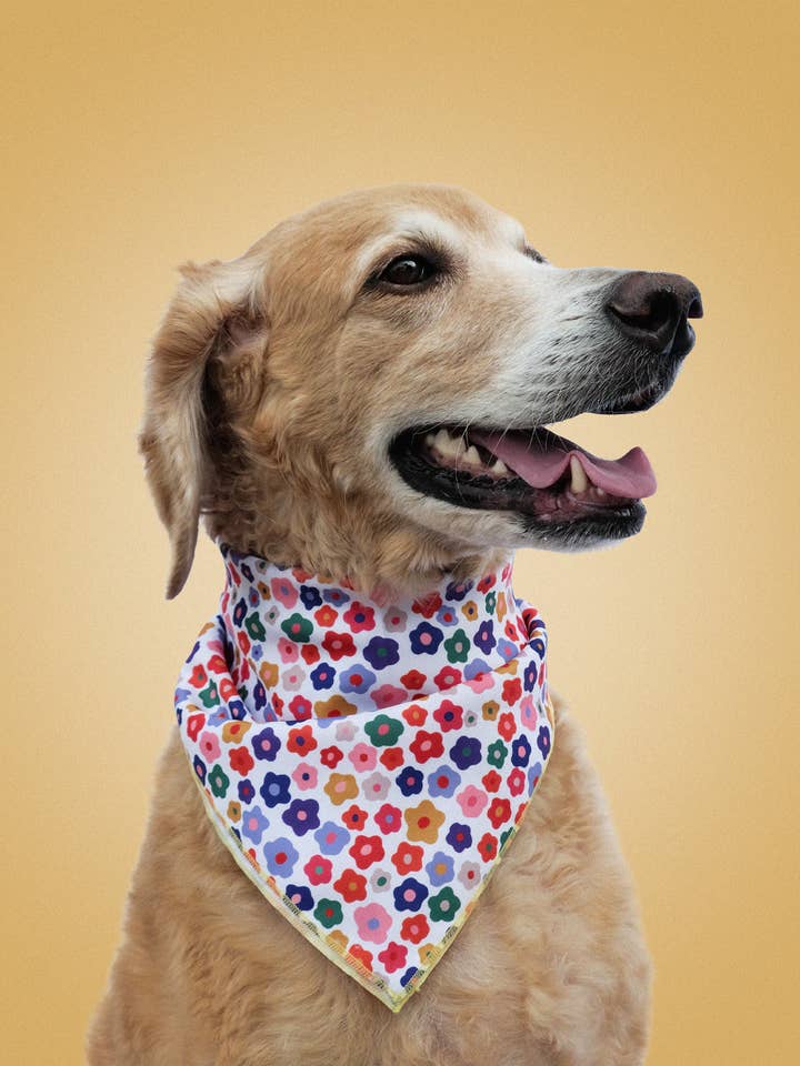 Pañuelo para Mascotas | Margarita Arcoíris para venta al por mayor de Idlewild Co.