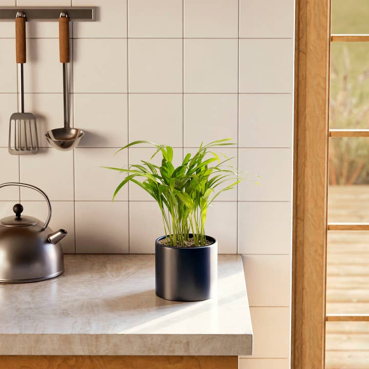 Lively Root - Wholesale Live Plant - Areca Palm Indoor Tree23