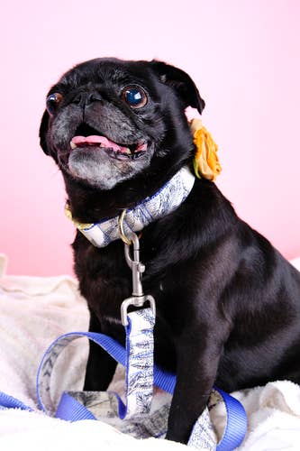 Mimi Green - Wholesale Pet Collar - Dog - Velvet Rose Dog Collar Flower Accessory – 32 Colors!7