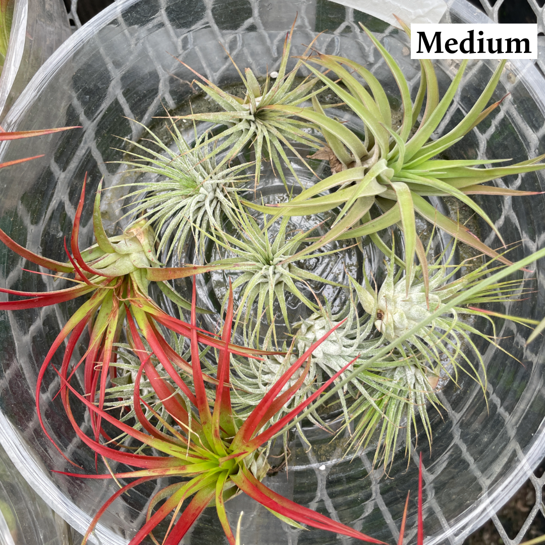 Thorsen's Greenhouse - Wholesale Live Plant - Air Plant - Assorted1