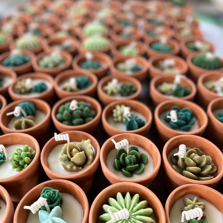 Homegrown wicks – wholesale Jar/filled candle – Mini Potted Succulent Candles