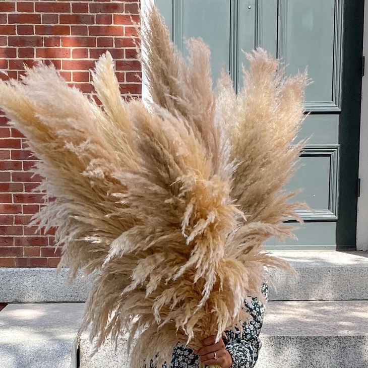 Pampas grass Large CHIC deluxe fluffy Dried tall floral reed | Faire.com