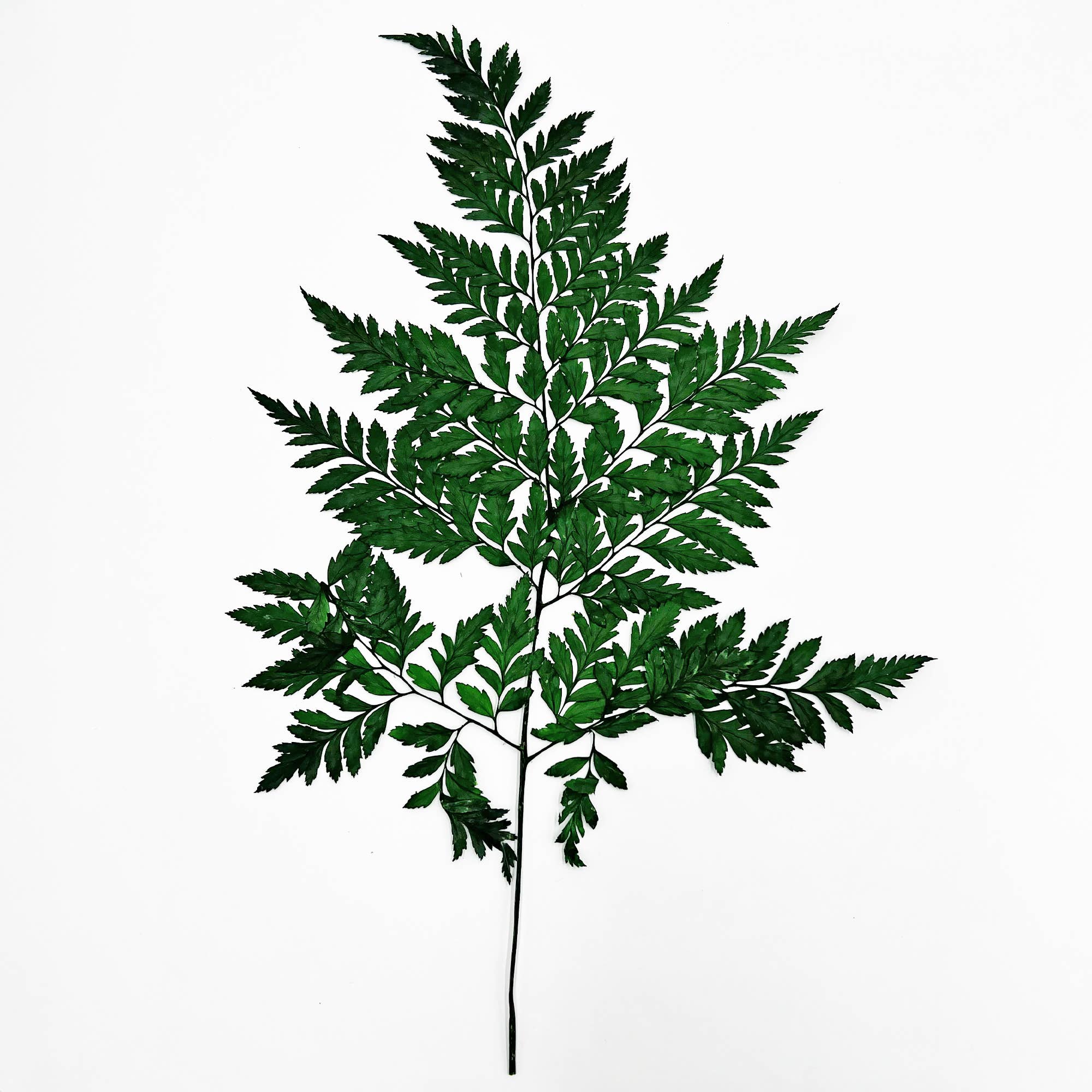 2626 Designs - Vente Fleur séchée/pressée - Fougère Davallia Mariesii séchée et préservée34