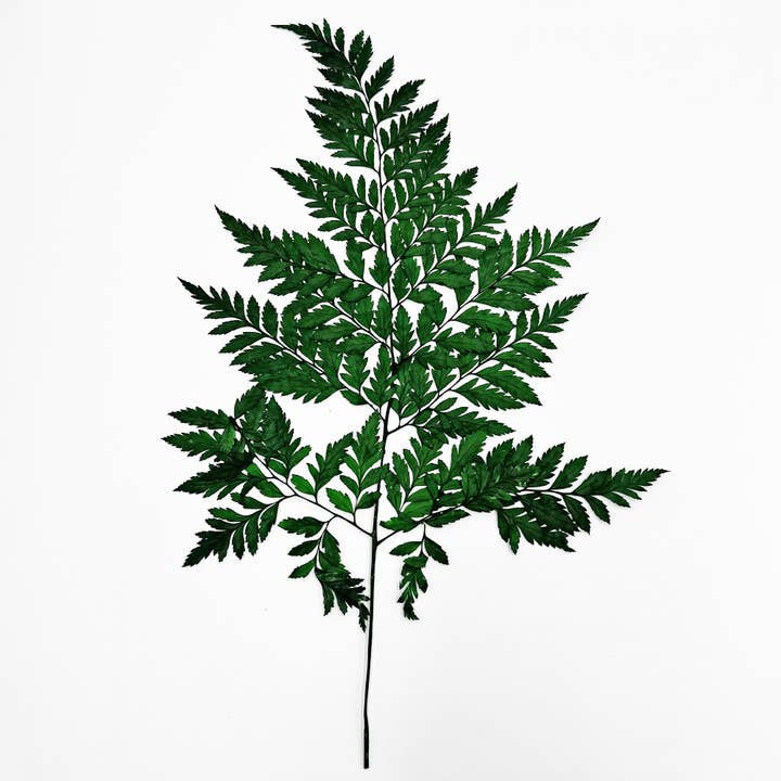 2626 Designs - Vente Fleur séchée/pressée - Fougère Davallia Mariesii séchée et préservée34