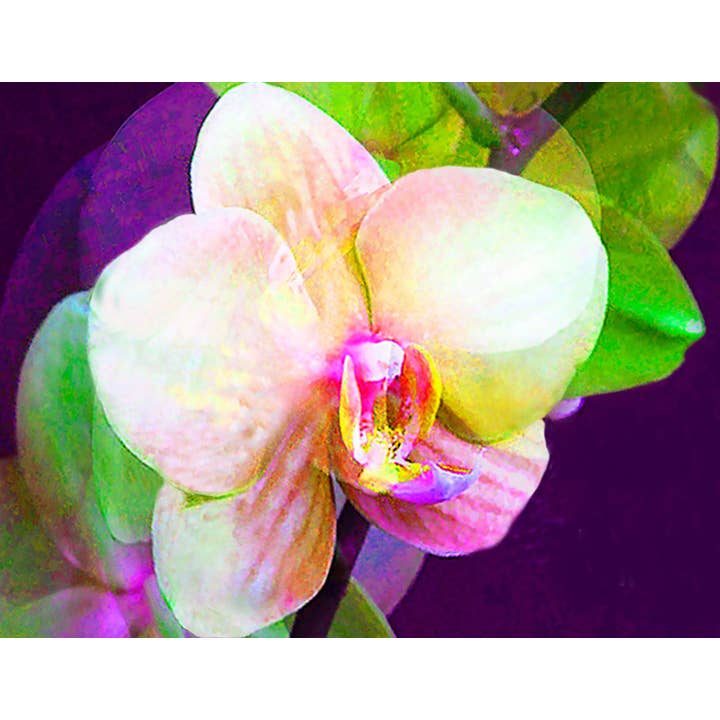 Orkidé ENCL nr.28 för wholesale av Line Five Studio