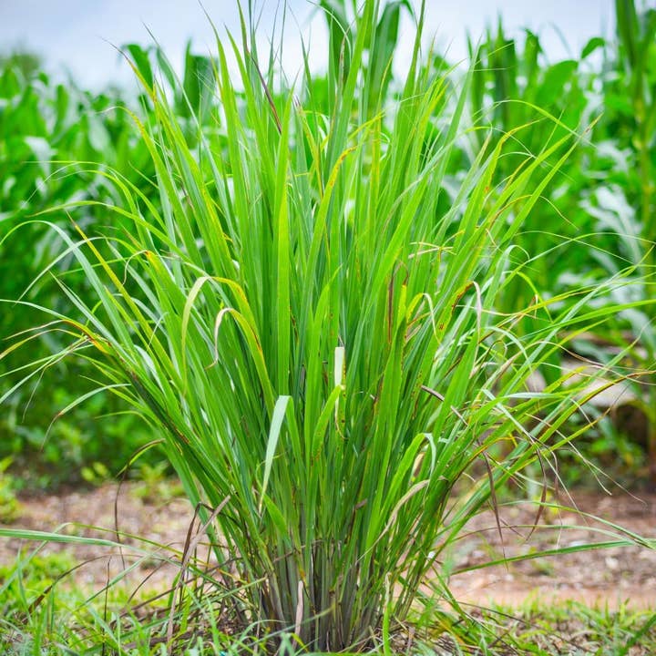Lemongrass (Cymbopogon citratus) Organic Plant in 2.5-inch Pot by Smoke Camp Crafts for wholesale by Smoke Camp Crafts