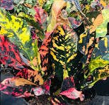 Succulents & Such, Inc. - Wholesale Live Plant -  "Magnificent" Croton Collection, 4" Pots1