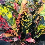 Succulents & Such, Inc. - Wholesale Live Plant - "Magnificent" Croton Collection, 4" Pots1