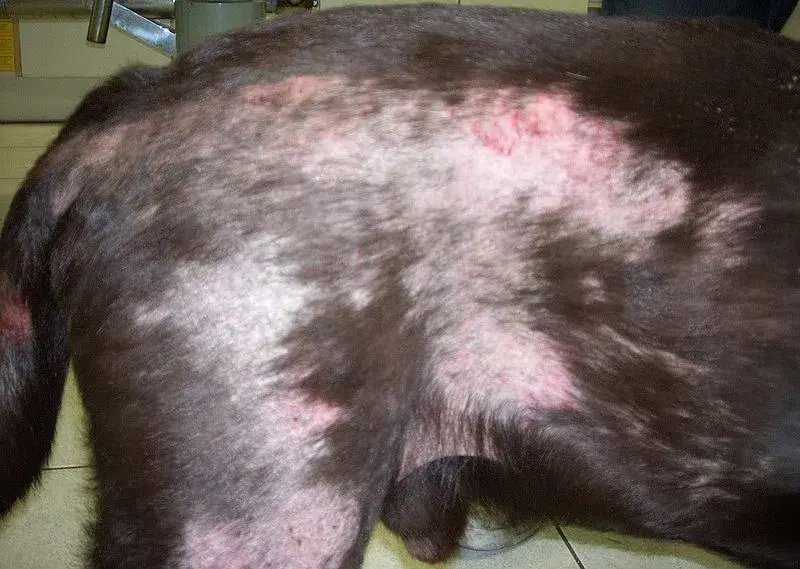 Beratungs & Vertriebsagentur Schmidt – wholesale Kosttillskott för husdjur - Hund – Anti svamp kvalster hund8