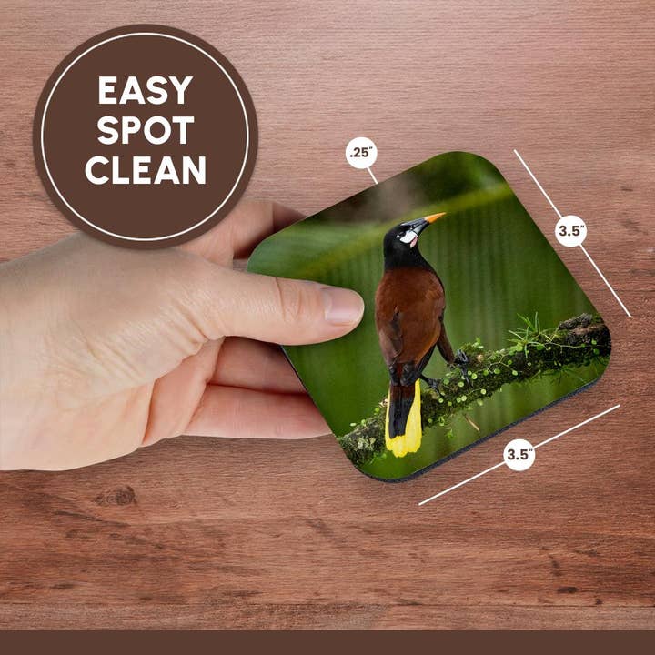 3dRose - Wholesale Coasters - 3dRose, Montezuma oropendola, Costa Rica, Central America, Coaster13