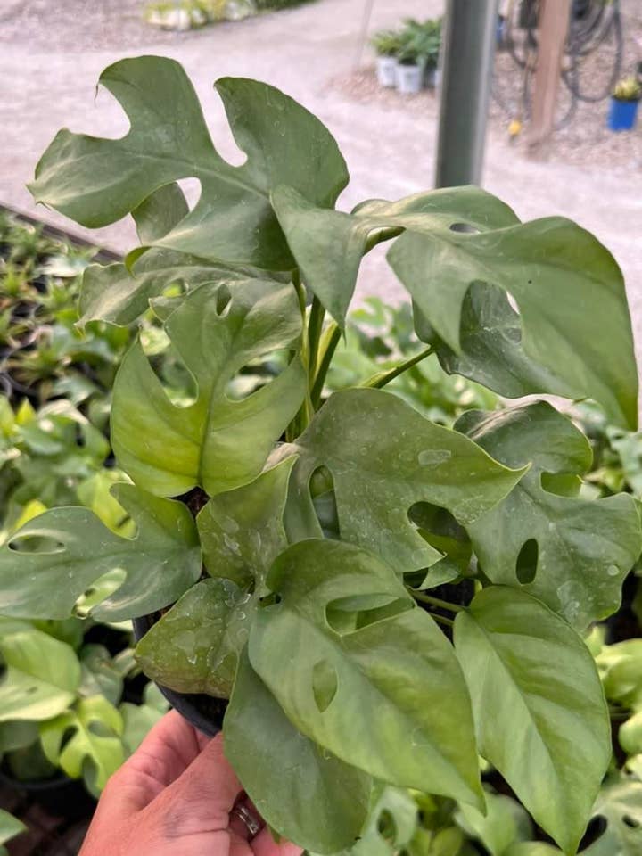 Philodendron minima for wholesale by Garden’s Gate