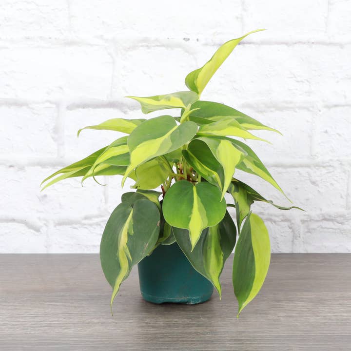 Thorsen's Greenhouse - Wholesale Live Plant - Brazil Philodendron - Live Plant1