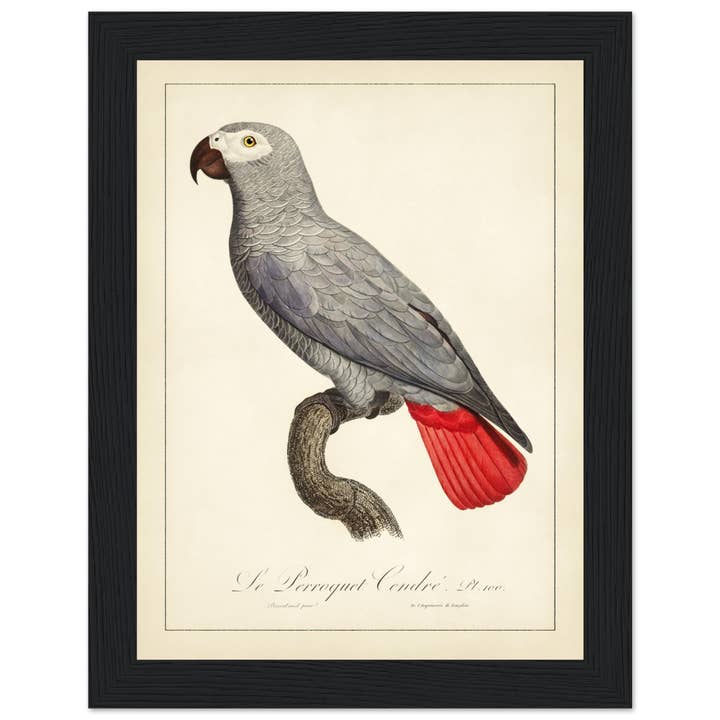Maison de Paloma - Wholesale Art Print - Le perroquet cendré21